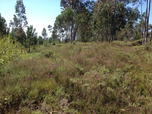 Campo Mineiro de Meixedo-Vila Mou