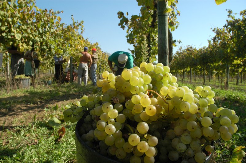 Rota dos Vinhos Verdes